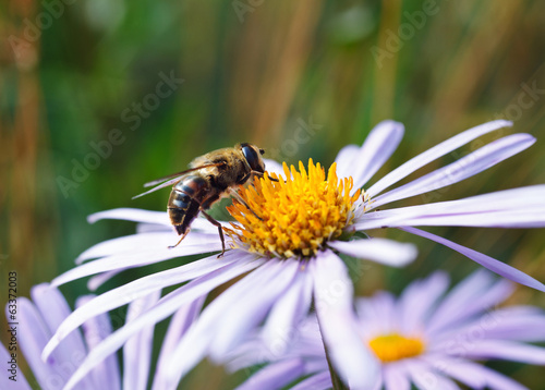 Bee on a daisy flower