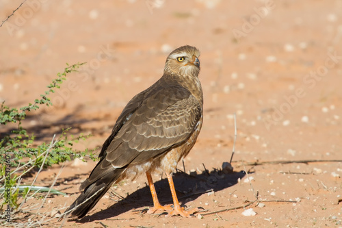 Juvenile Gabar Goshawk standing on dry red Kalahari sand searchi