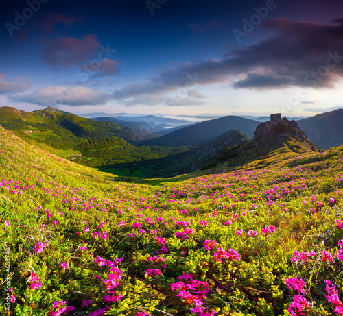 Magic pink rhododendron flowers in summer mountains