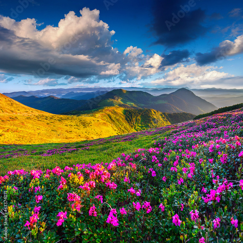 Magic pink rhododendron flowers on summer mountain © Andrew Mayovskyy