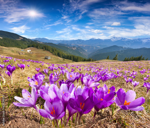 Blossom of crocuses at spring in the mountains
