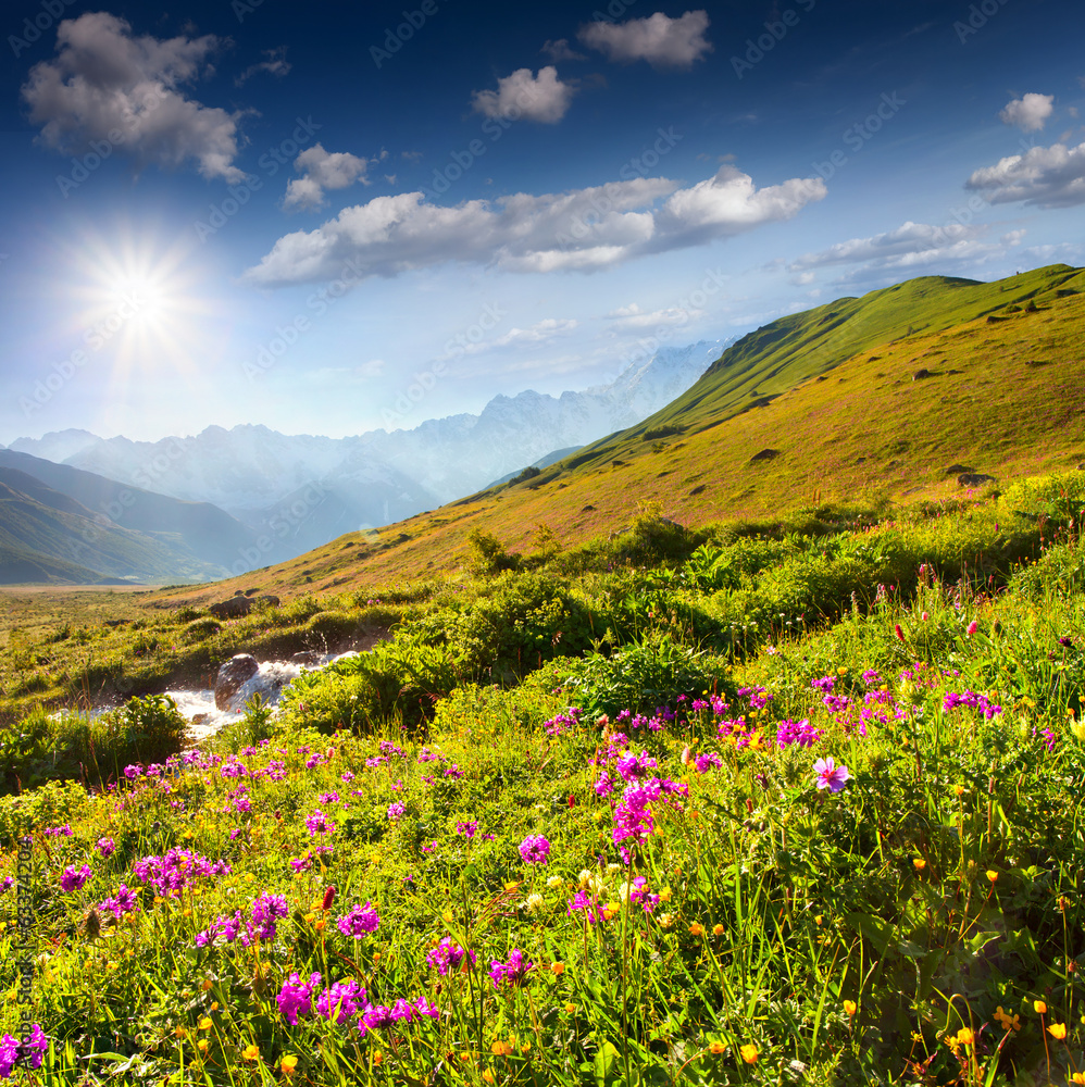 Blooming pink flowers in the Caucasian mountains