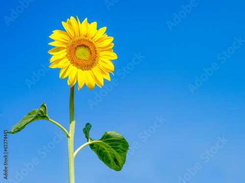 Fototapeta Naklejka Na Ścianę i Meble -  Sonnenblume vor blauem Himmel