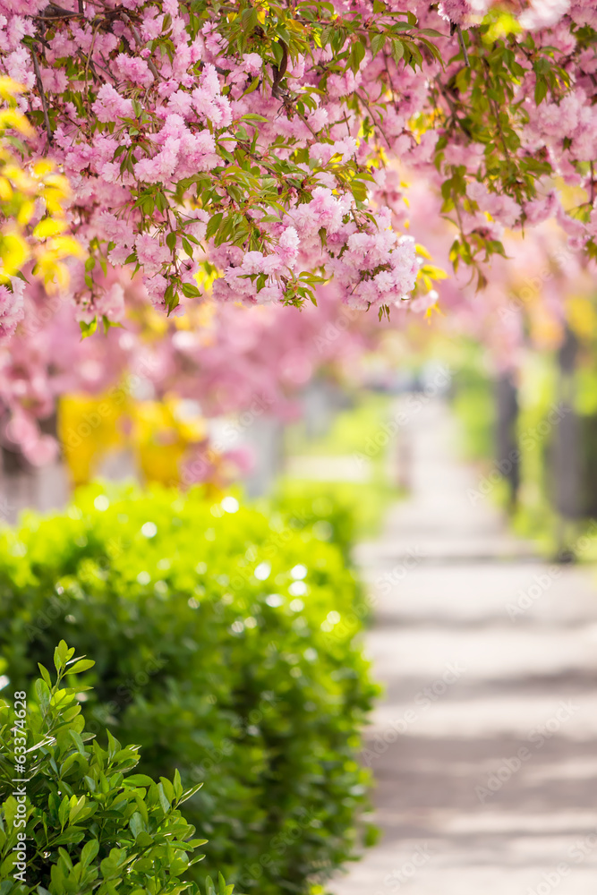 Obraz premium pink blossomed sakura flowers street