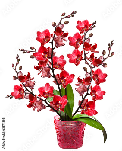 Fototapeta Naklejka Na Ścianę i Meble -  orchid in a pot isolated