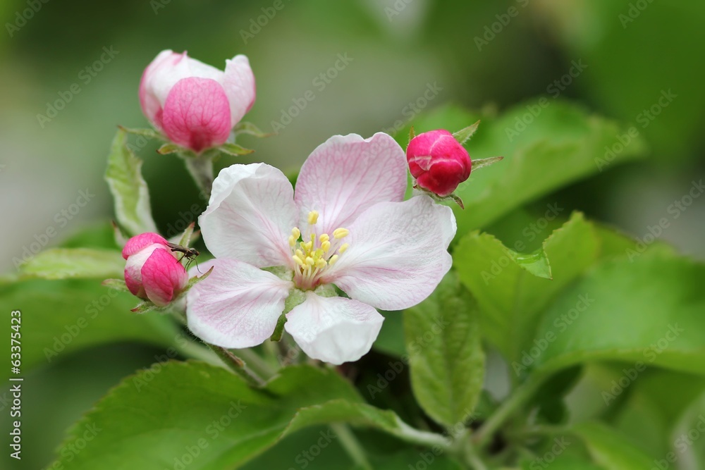 apfelblüten mit kleiner fliege / apple blossoms with small fly apfelblüten mit kleiner fliege / apple blossoms with small fly