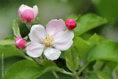 apfelbl  ten mit kleiner fliege   apple blossoms with small fly