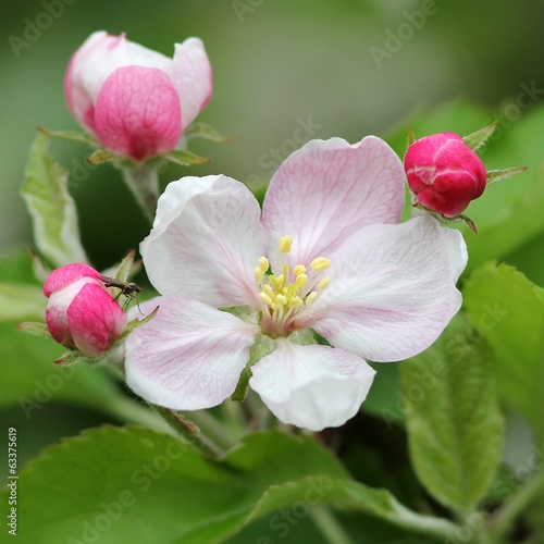 apfelbl  ten mit kleiner fliege   apple blossoms with small fly