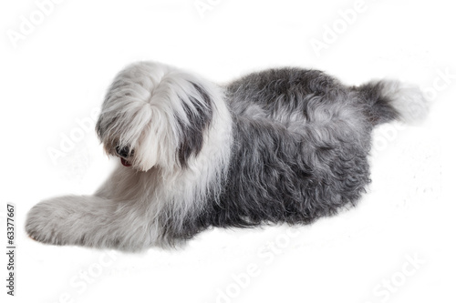 old english sheepdog