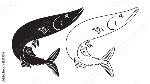 saury