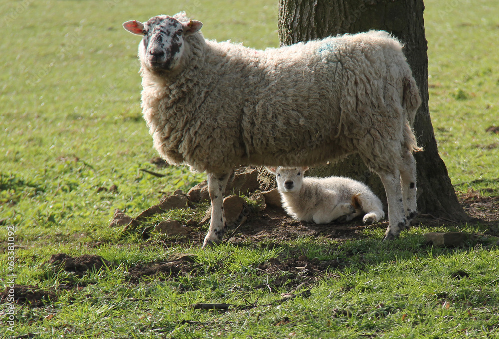 Fototapeta premium A Mother Yew Sheep with Her Baby Lamb.
