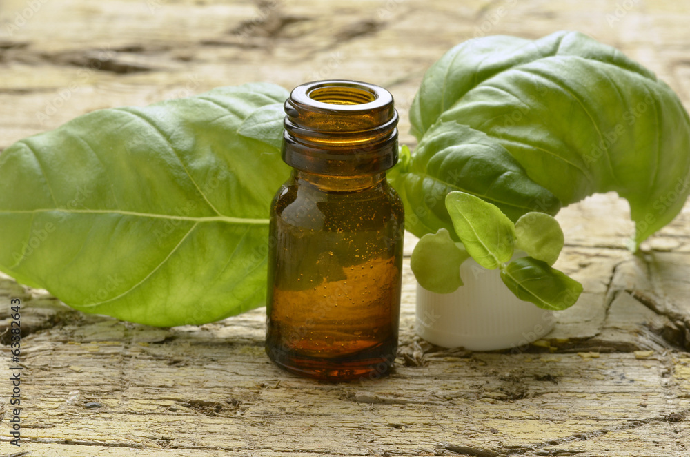 Ocimum basilicum Basil Basilico Albahaca Alhábega Ocimum basilicum Basil Basilico Albahaca Alhábega