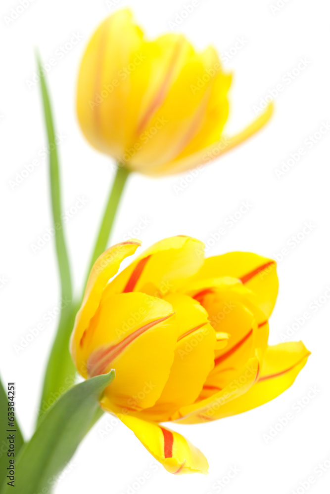 yellow tulip yellow tulip