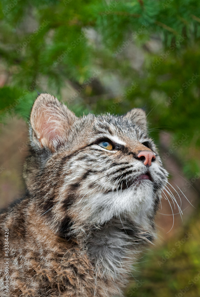 Bobcat Kitten (Lynx rufus) Looks Way Up Bobcat Kitten (Lynx rufus) Looks Way Up