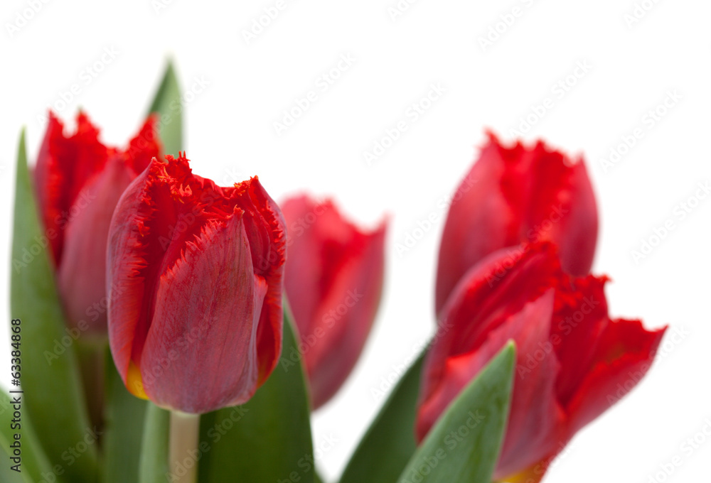 dark red tulip