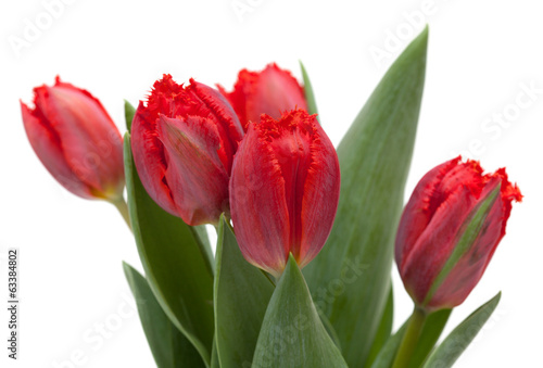 dark red tulip