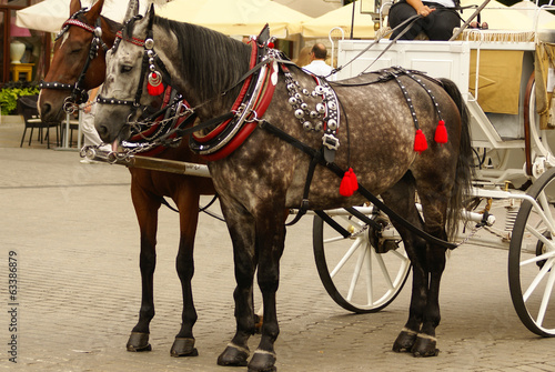 Krakow  Poland  Horse drawn carriages with guides in front of th