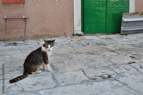Tabby cat sitting on the ground. Korcula, Croatia