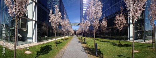 Pink Allee photo