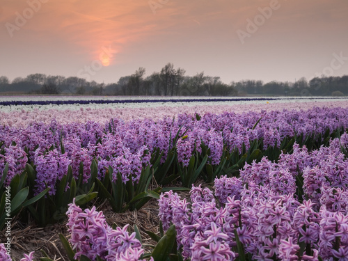 hyacinth field at sundown © davehanlon