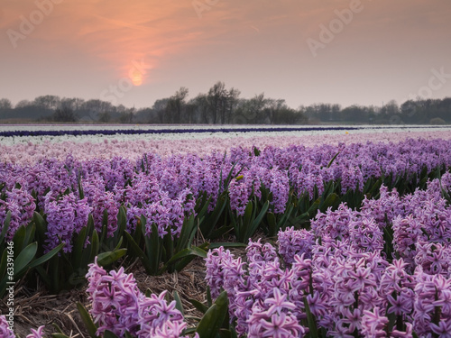 hyacinth field at sundown