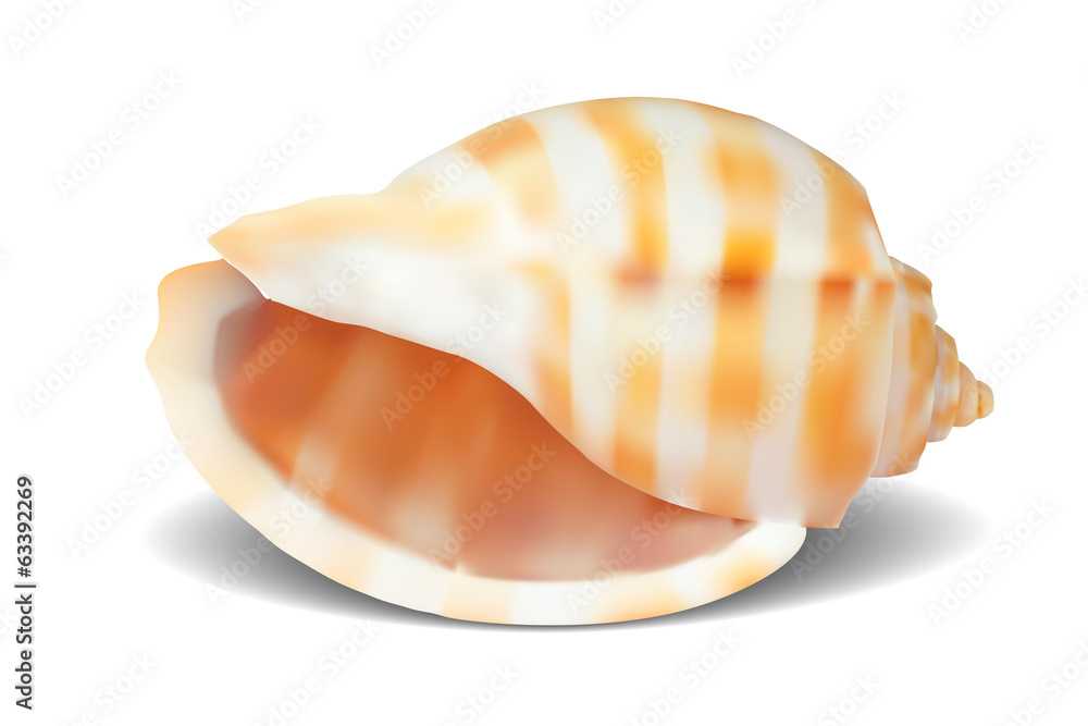 Seashell, isolated on white. Vector illustration Seashell, isolated on white. Vector illustration
