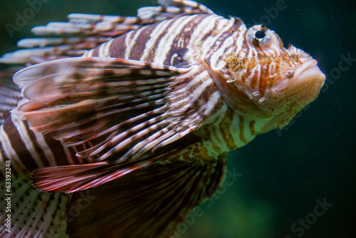 Zebra turkeyfish