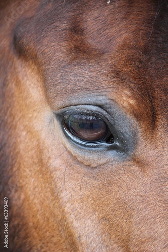 Horse eye close-up chestnut background with copy space stock, photo, photograph, picture, image