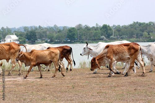 many cows are walking in farm.
