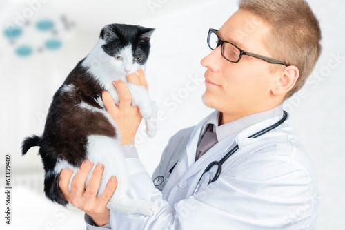 Veterinarian looks on a feline