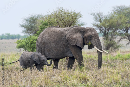 Tansania-Elefant-11691