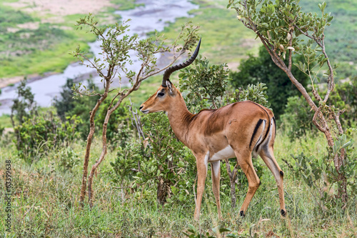 Tansania-Impala-11757