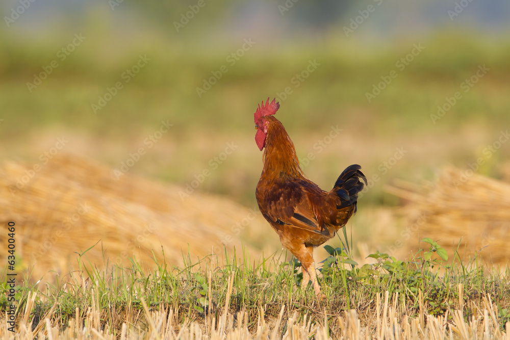 Fototapeta premium Domestic cock in fields
