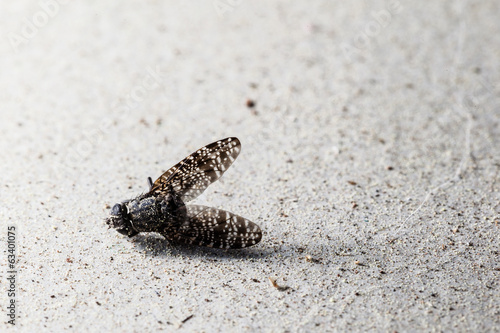 dead fly macro