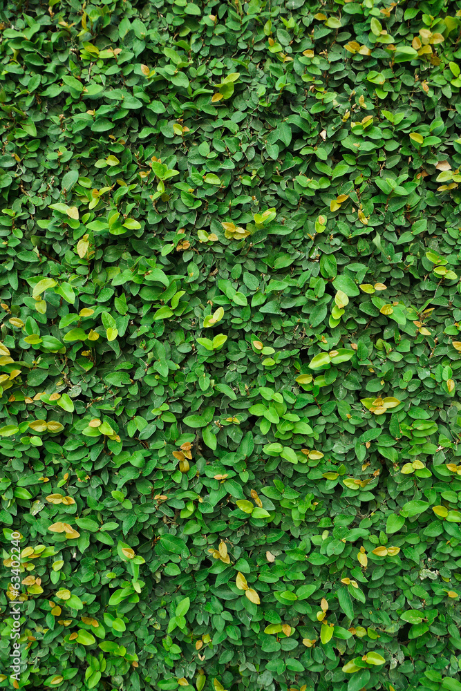 Green leaves Green leaves