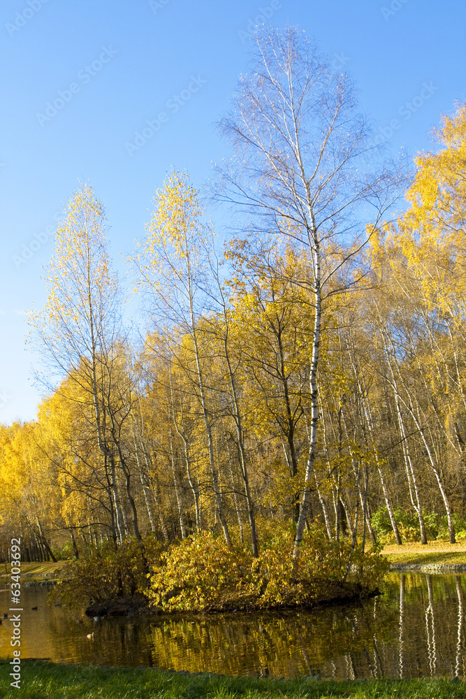 Autumn, birch forest