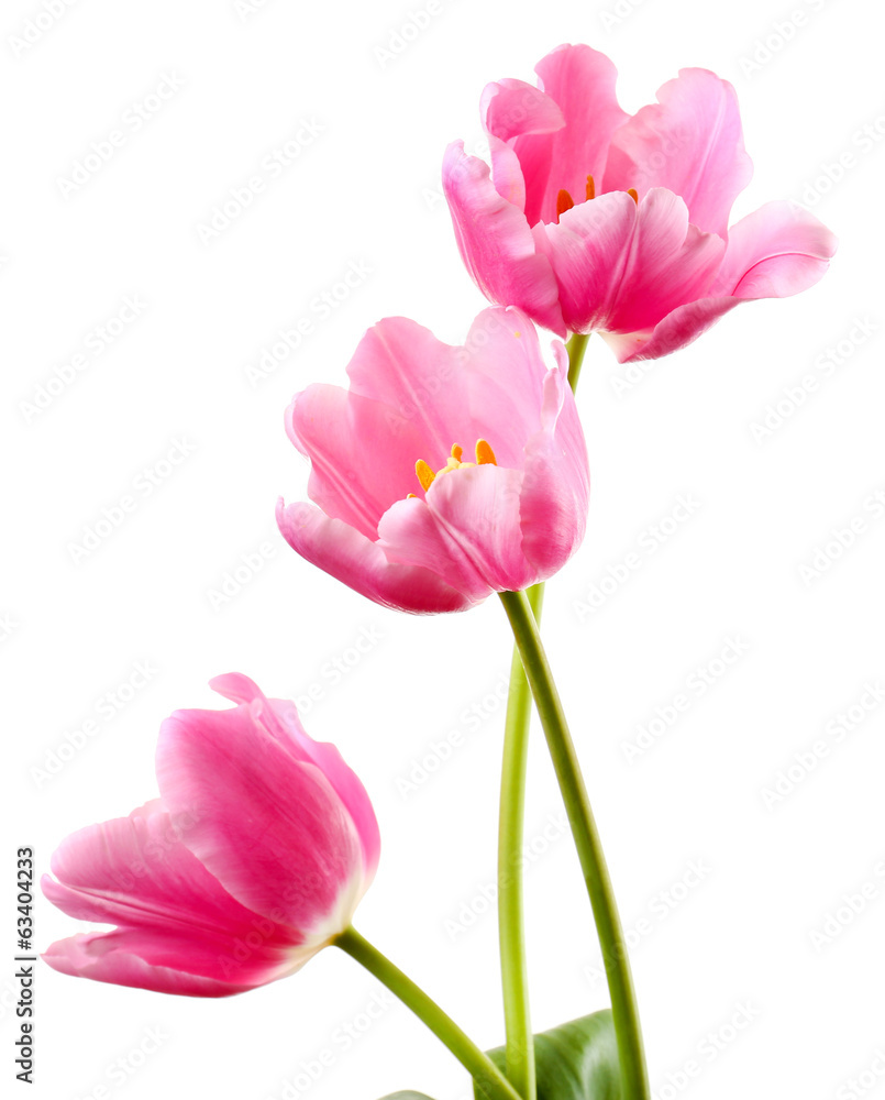 Beautiful tulips isolated on white Beautiful tulips isolated on white