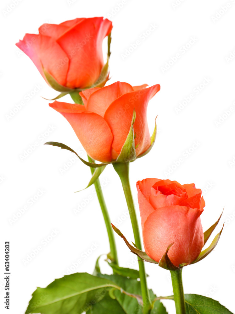 Beautiful roses isolated on white Beautiful roses isolated on white