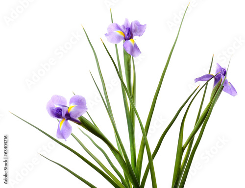 Fototapeta Naklejka Na Ścianę i Meble -  Beautiful iris flower isolated on white
