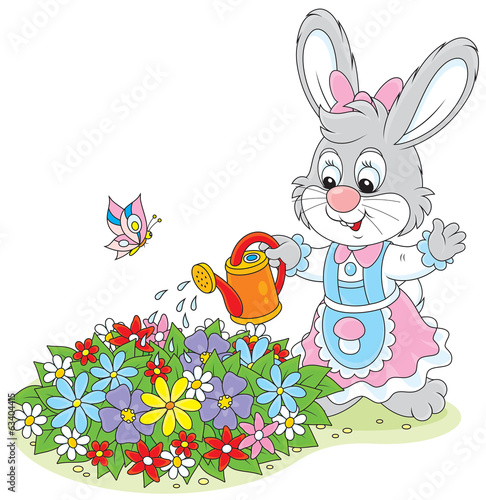 Little rabbit watering flow...