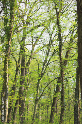 Vibrant green foliage and wild flowers in a forest in spring