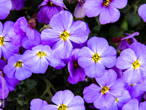 fleur parterre