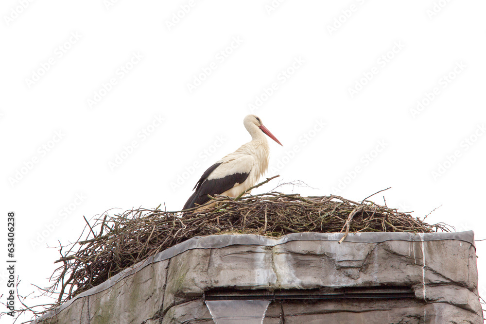 Fototapeta premium Storch