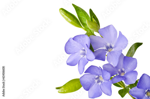 Beautiful blue periwinkle isolated on white
