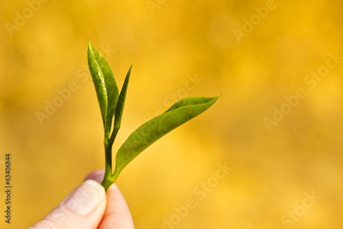 Fresh tea leaves in woman's hand