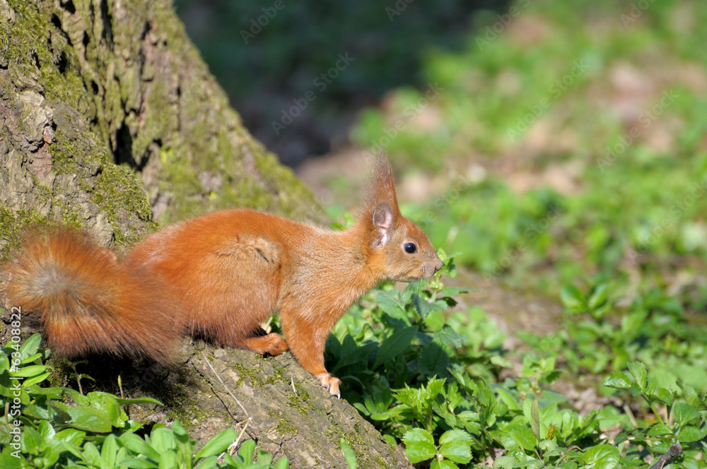 Squirrel. Squirrel.