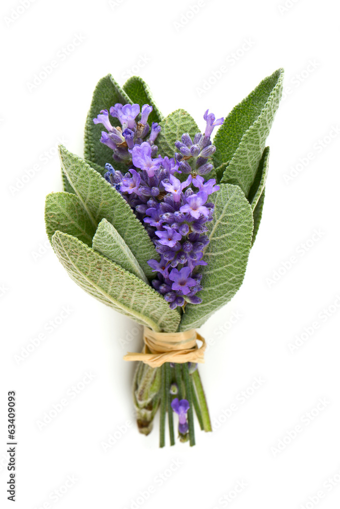 Obraz premium lavender and sage isolated on white