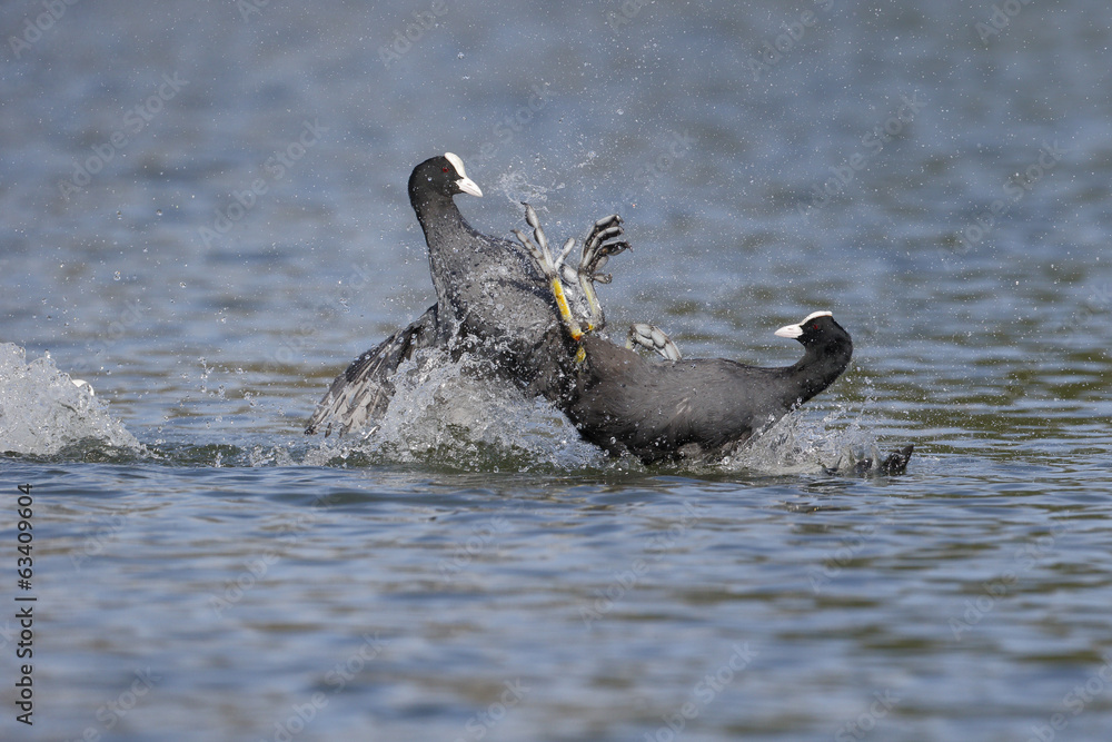 Fototapeta premium Coot, Fulica atra
