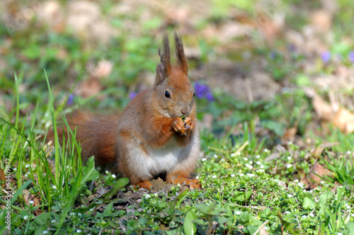 Squirrel. © Pavlo Burdyak