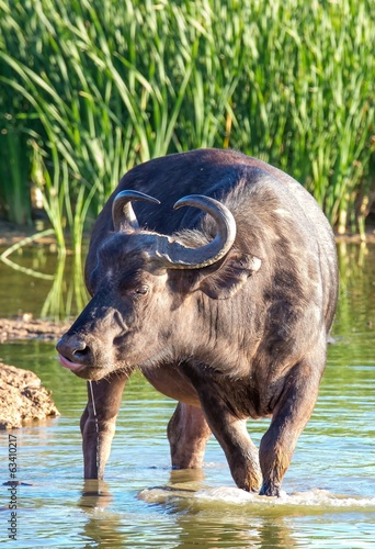 African Buffalo Drinking © Duncan Noakes